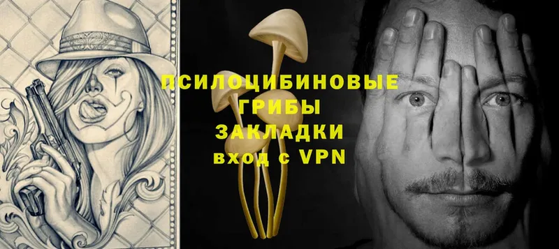 Псилоцибиновые грибы Psilocybe Тетюши